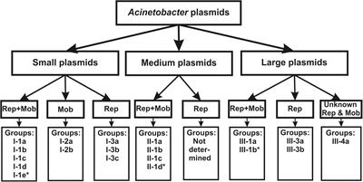 Acinetobacter Plasmids: Diversity and Development of Classification Strategies